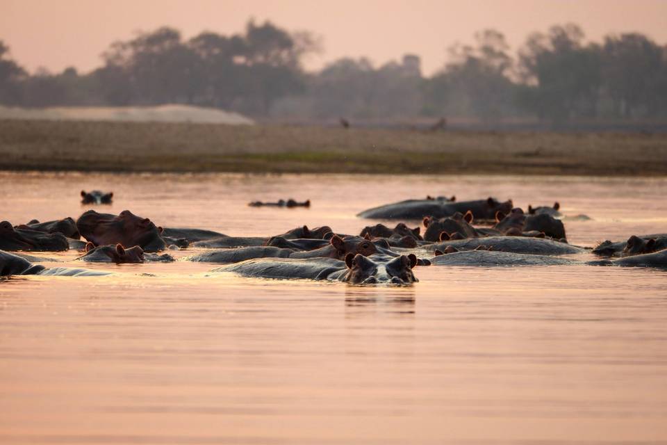 Afrique du Sud - safari