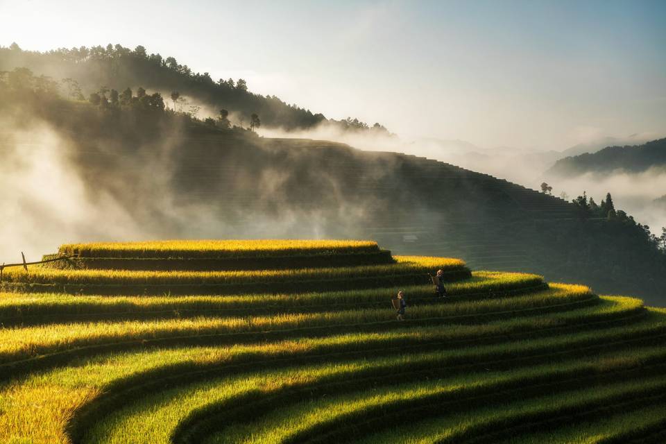 Vietnam - rizières