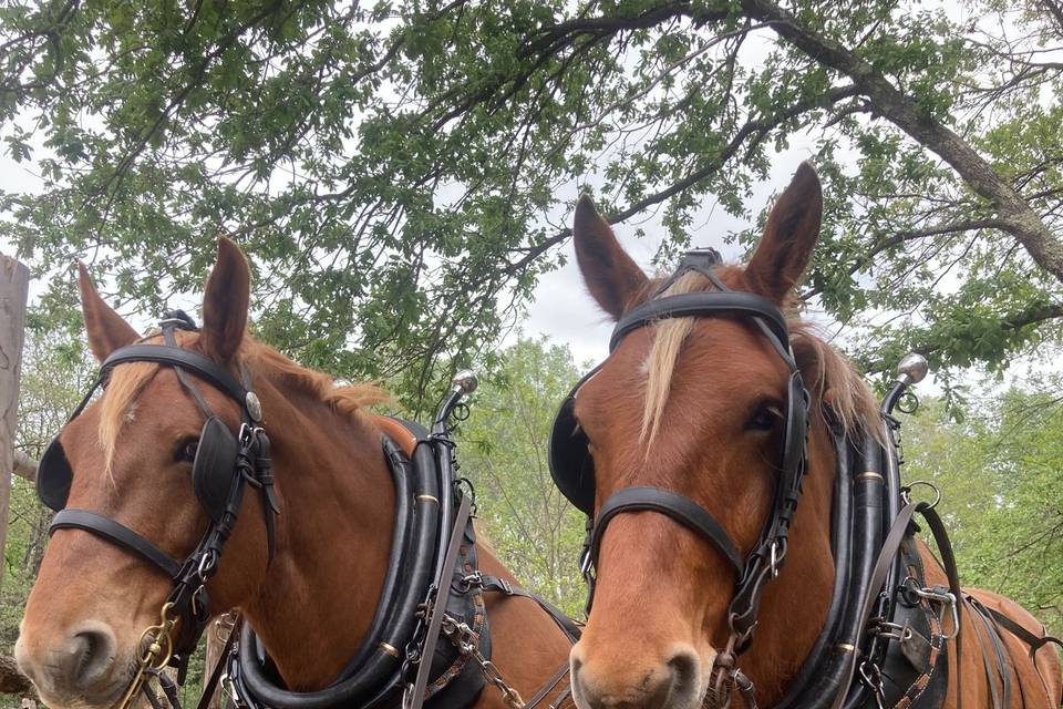 Paire de chevaux de trait