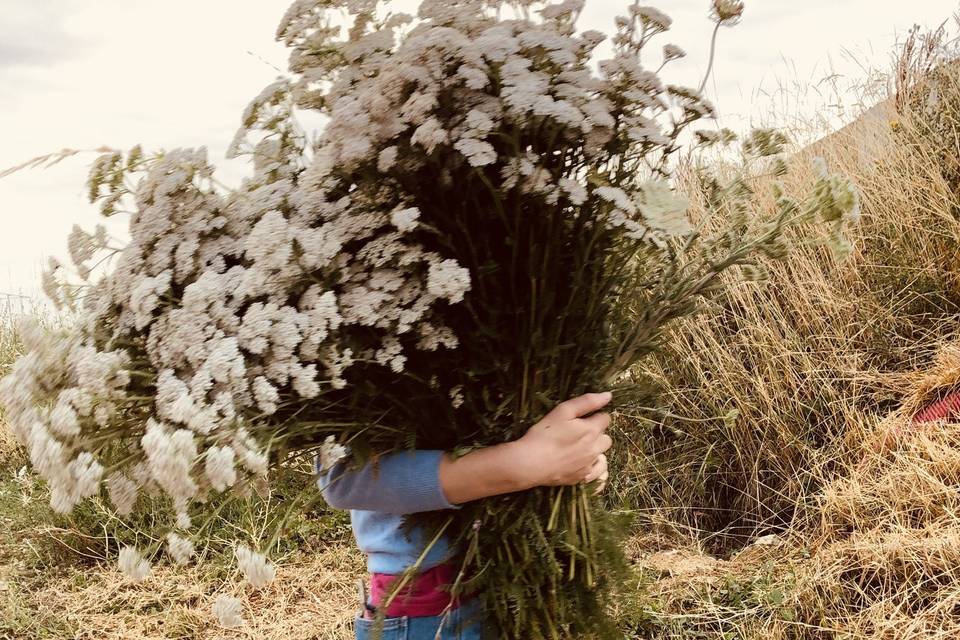 Le champ des fleurs