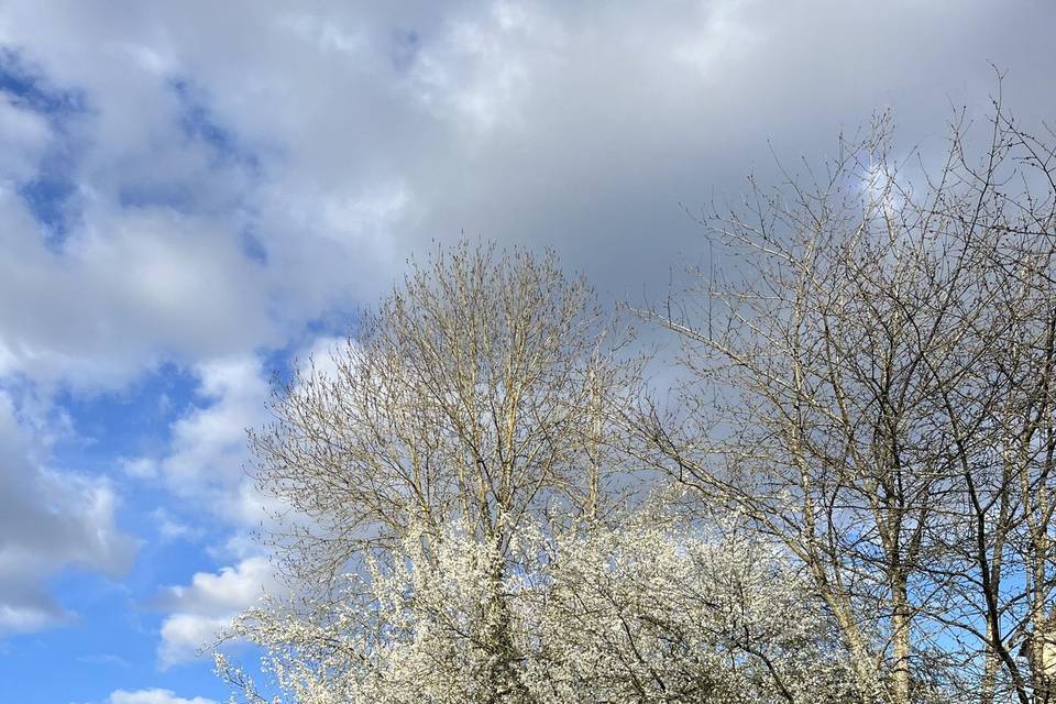 Arbre