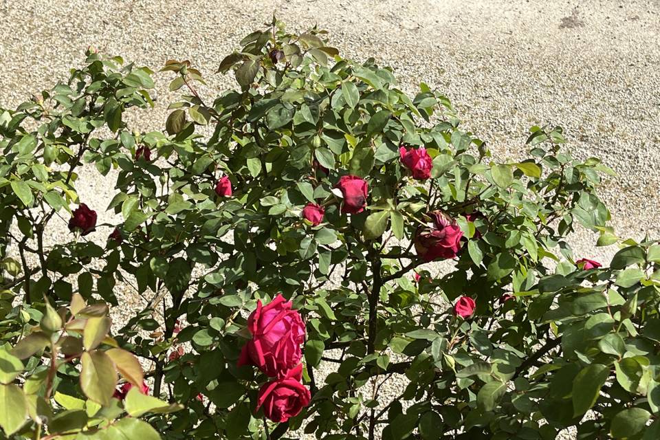 Rosiers