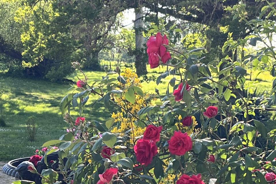Rosiers