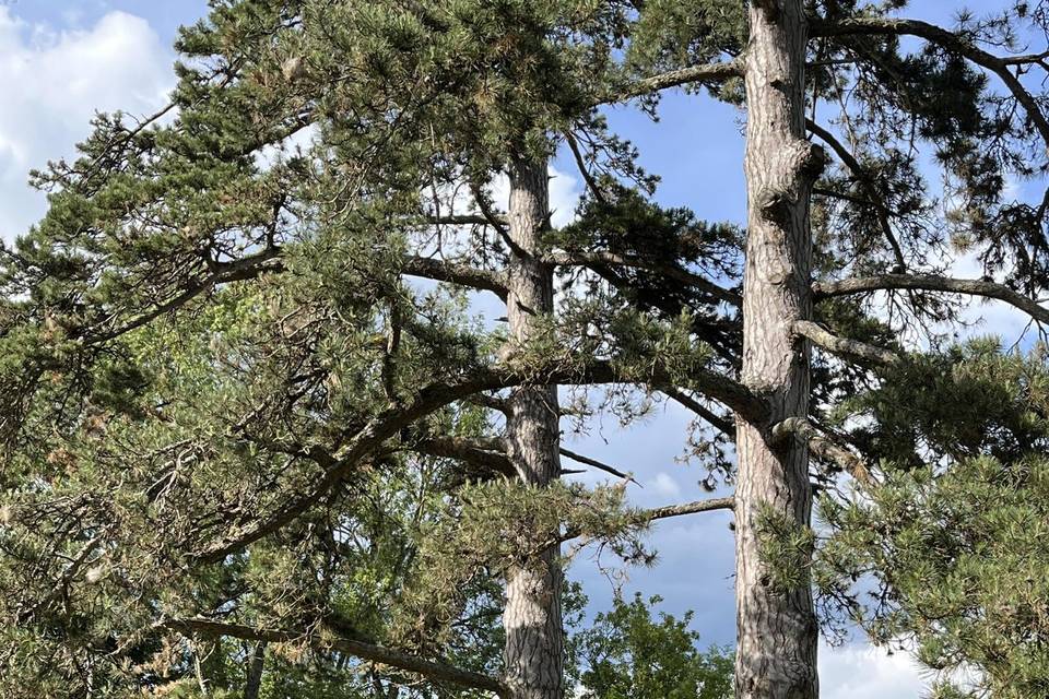 Arbre cote piscine