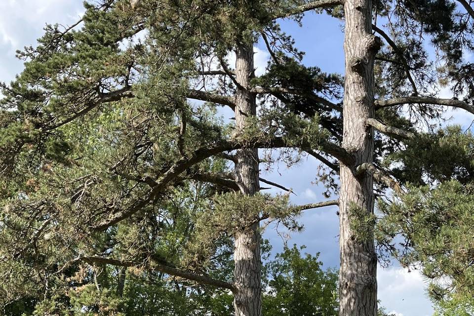 Arbres  cote piscine