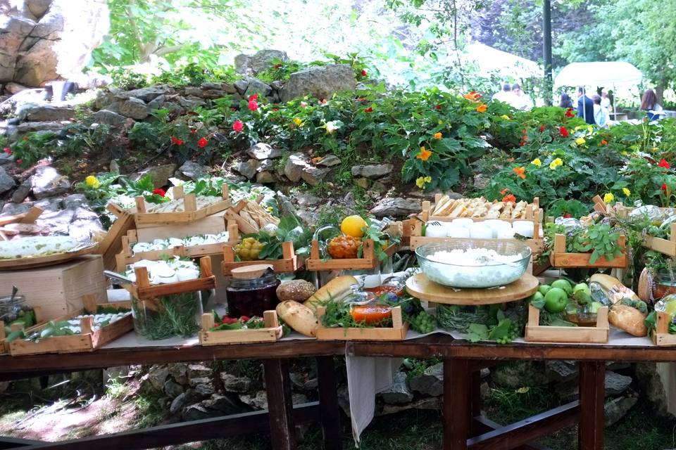 Ô fil des Cèdres