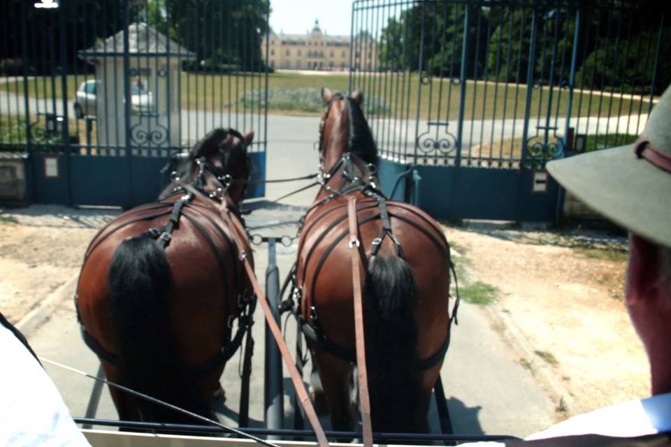 Bouquet de la mariée (Film)