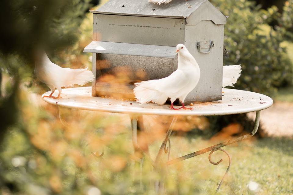 Chapolard Photographe