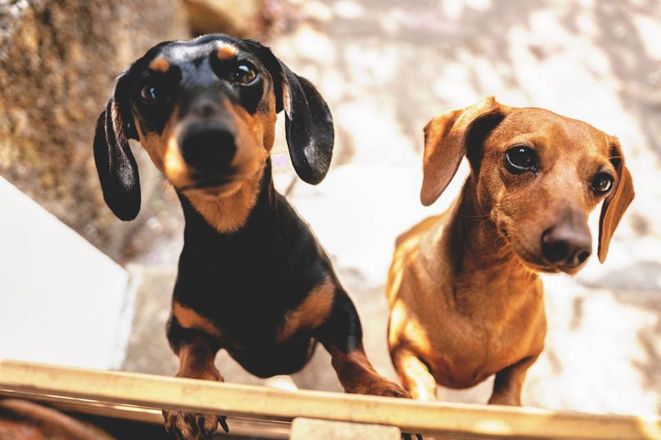 Sara & Pedro