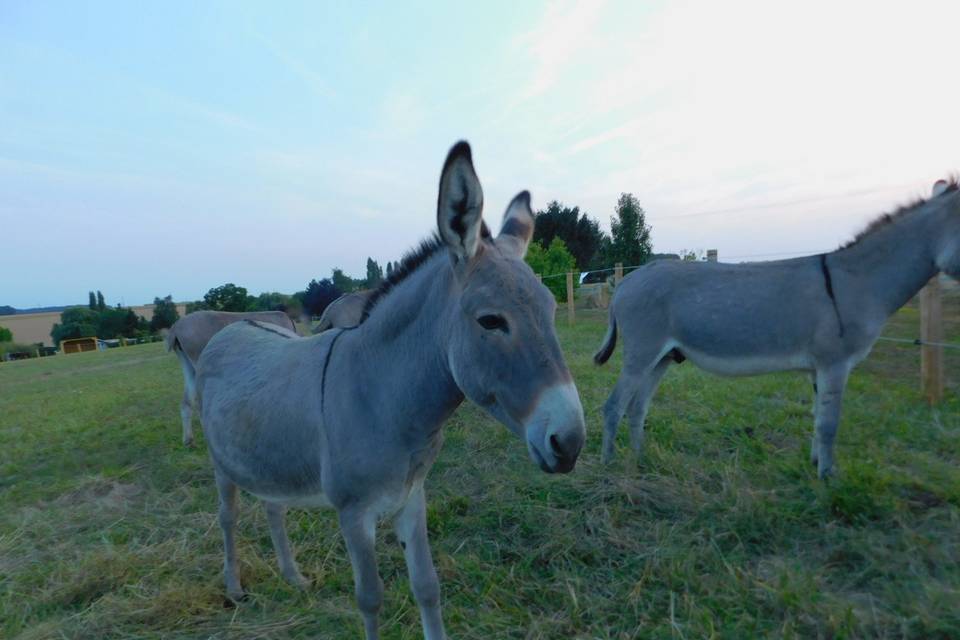 Nos amis les ânes