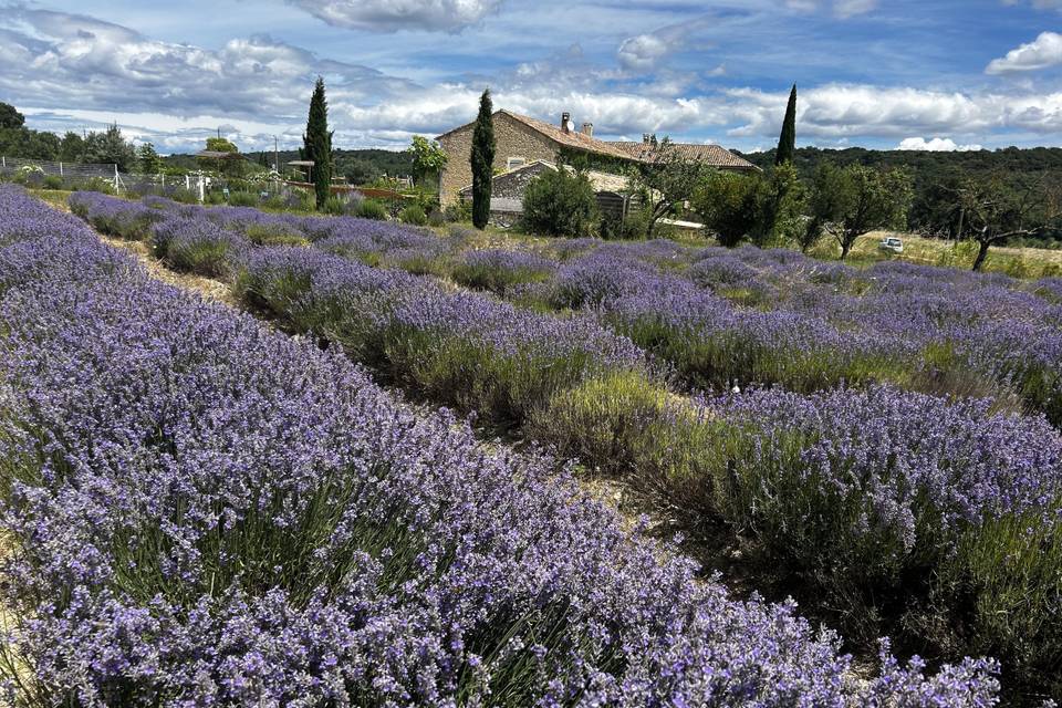 Les champs de lavande