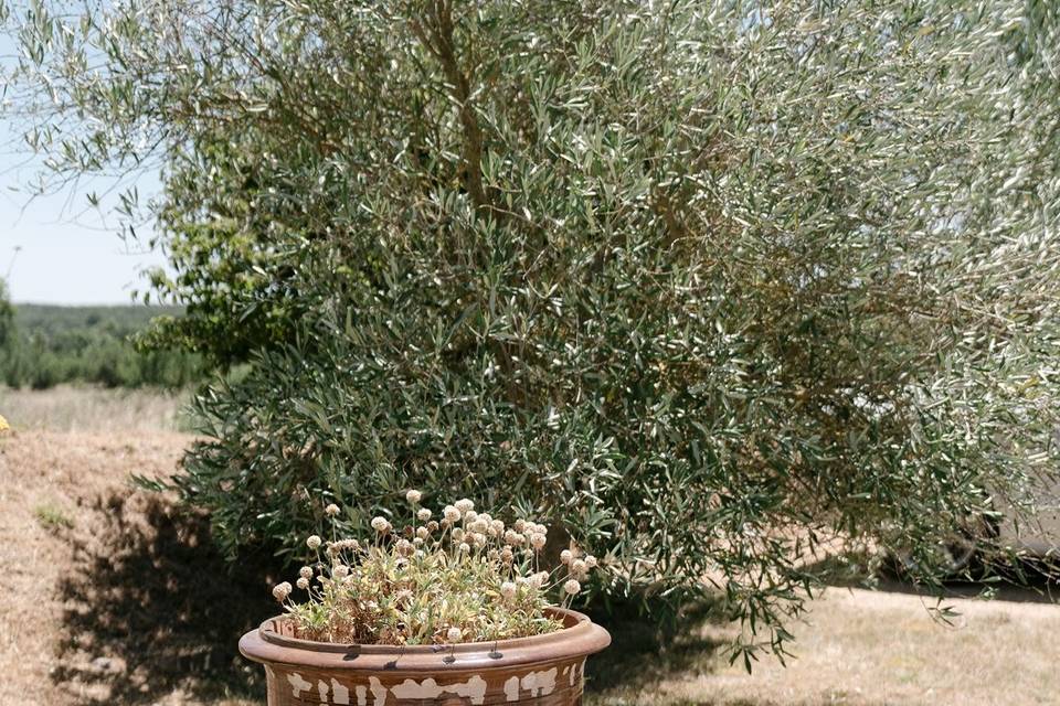 Domaine provençal