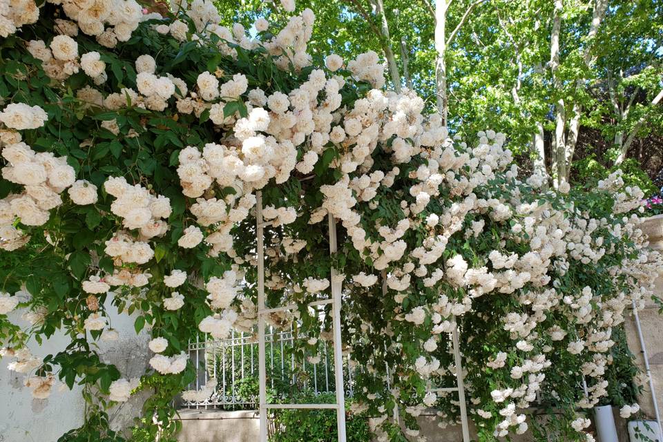 Les roses blanches en mai