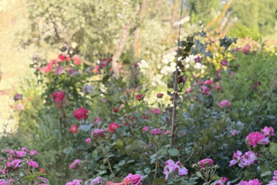 Roses