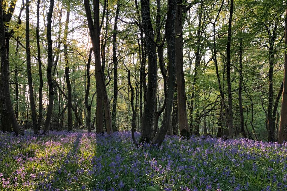 Forêt