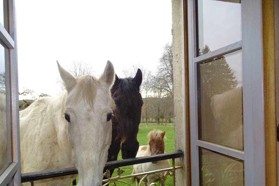 Nos chevaux
