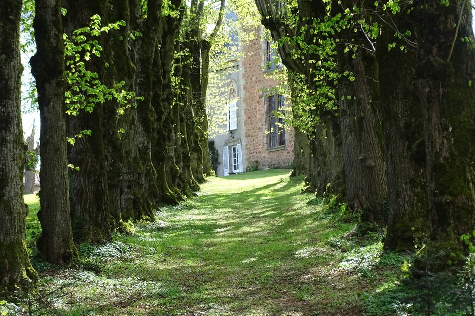 Allée de tilleuls centenaires
