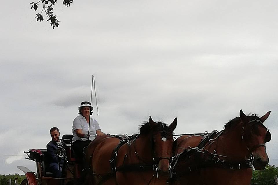 Les calèches de Marine