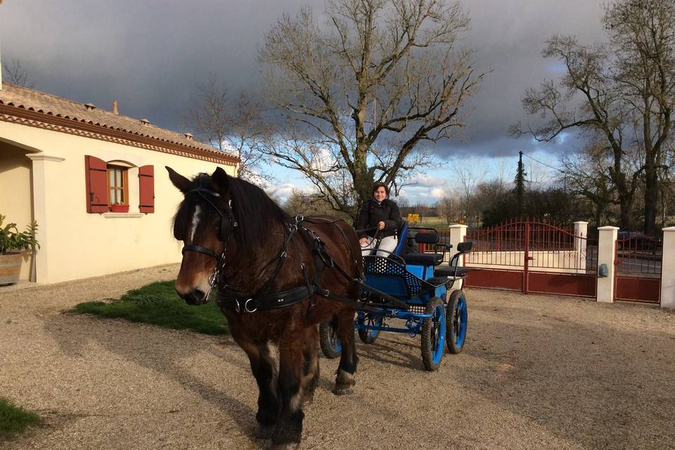 Les calèches de Marine