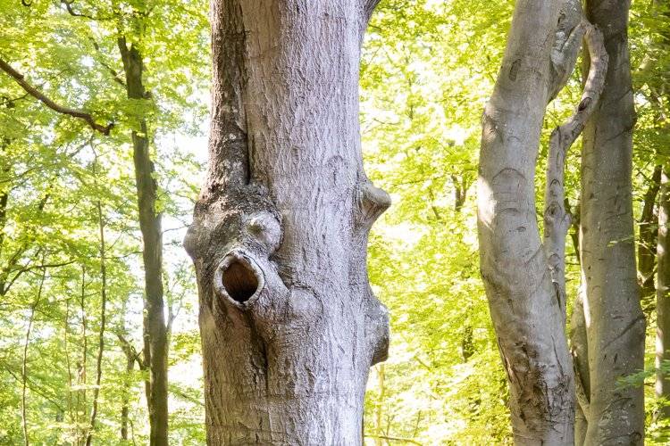 Séance couple en foret