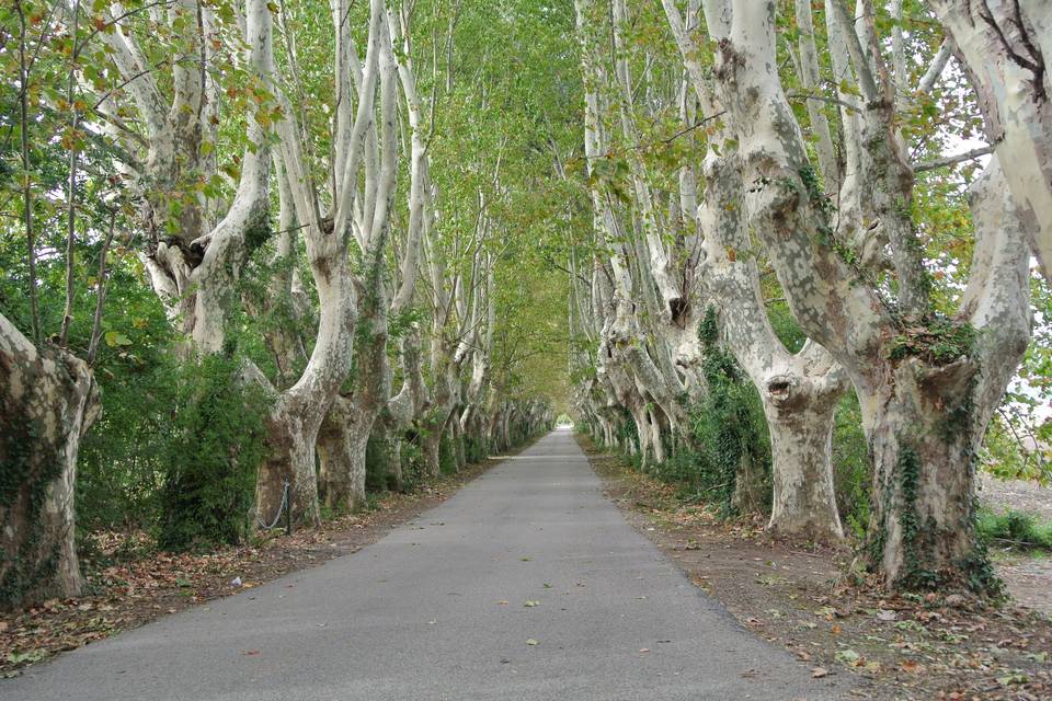 L'allée de platanes