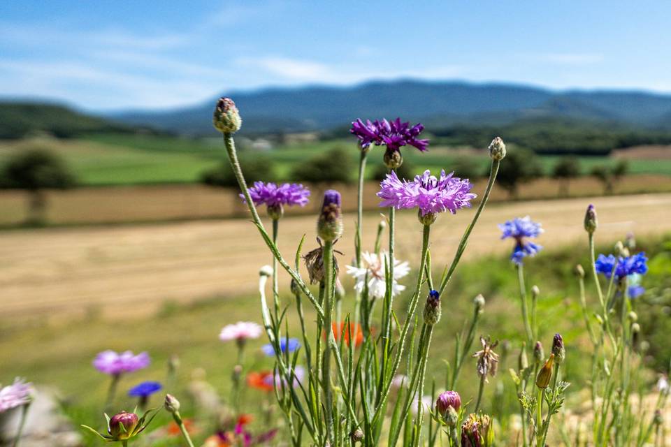 Vue du Domaine