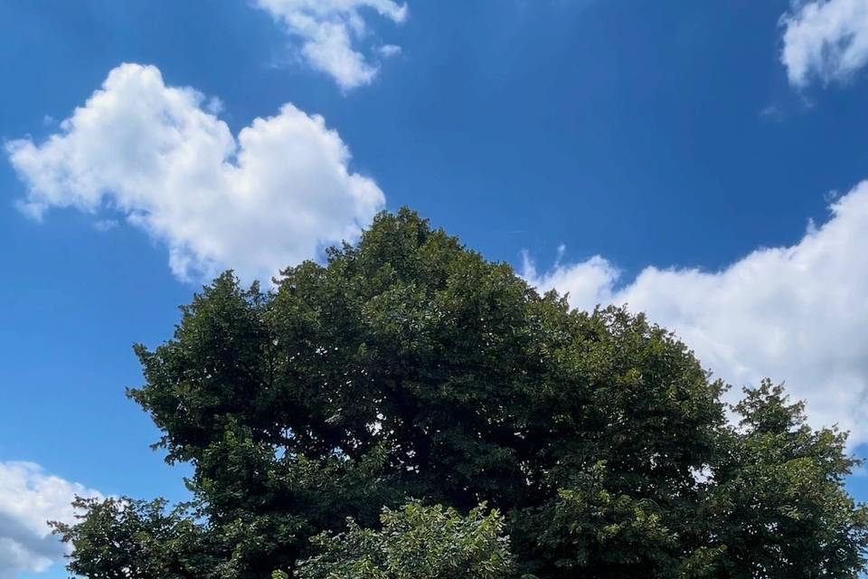 À l'ombre du tilleul