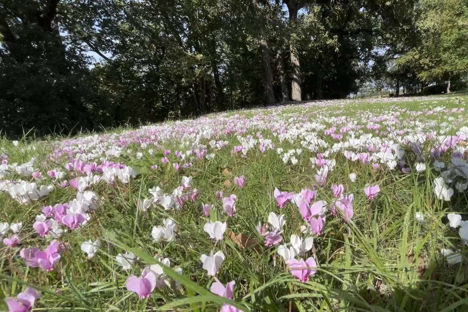 Tapis de cyclamen