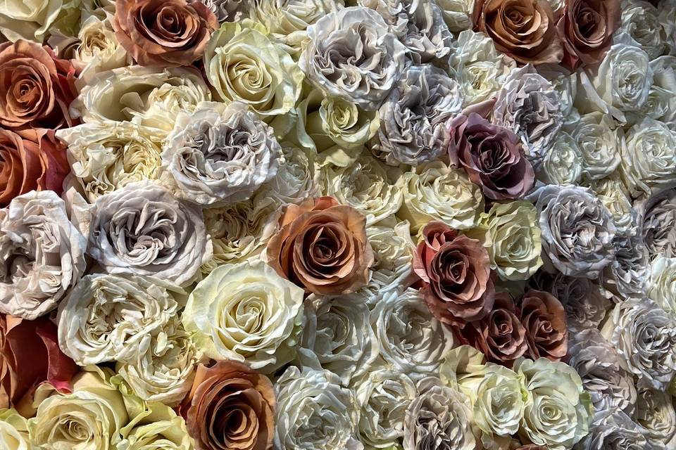 MUR DE ROSE