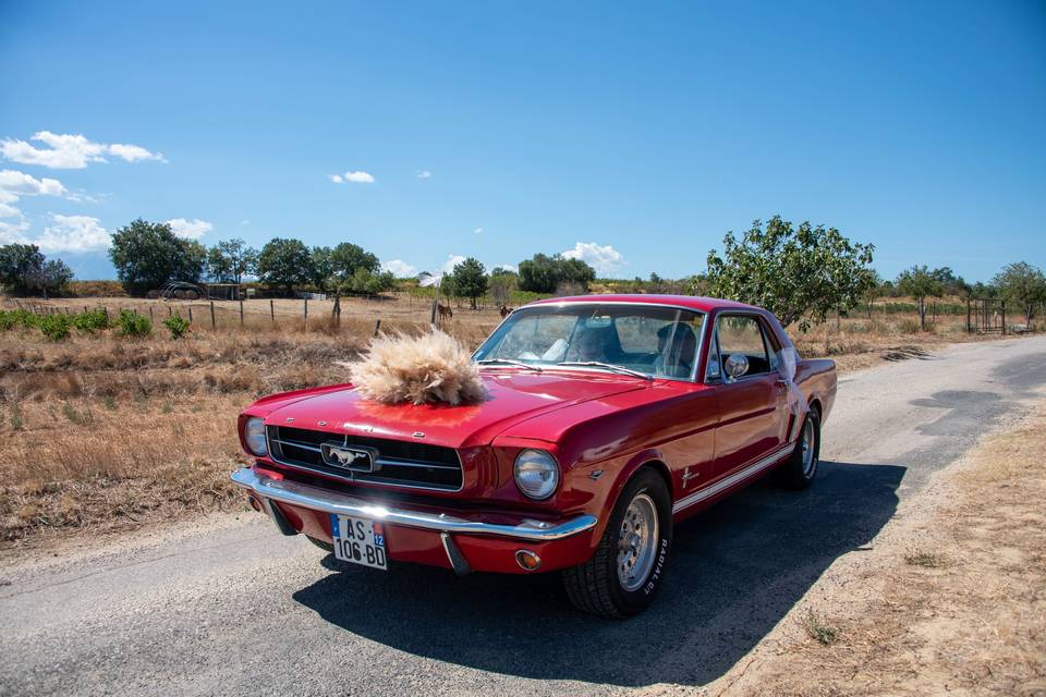 Décoration de voiture en Pampa