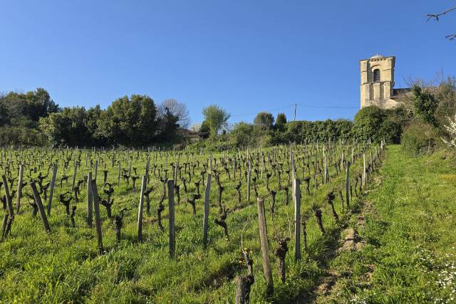 Vignes