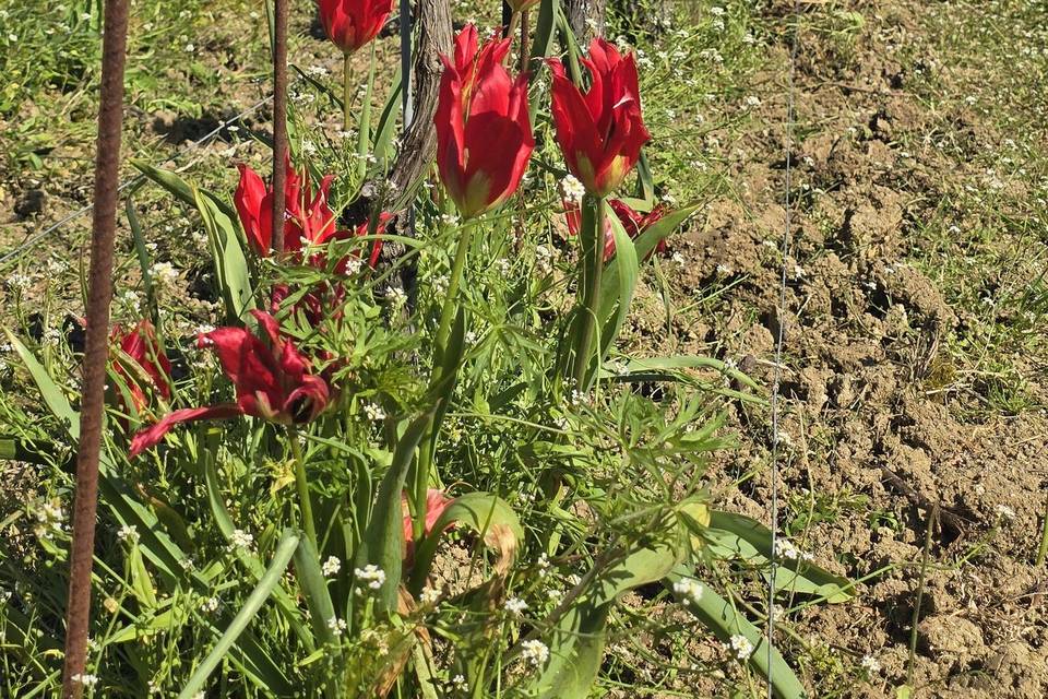 Vignes