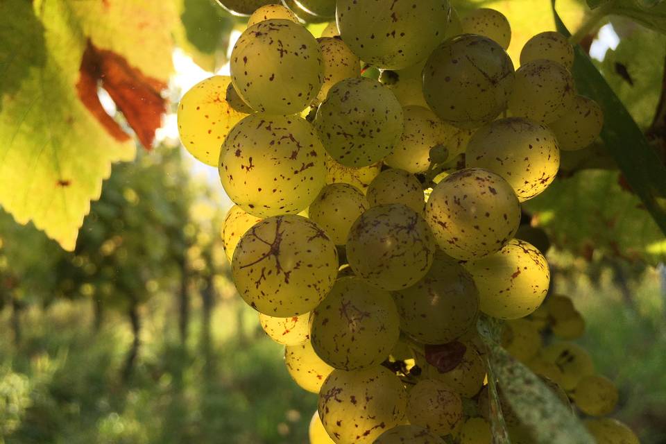 Grappe