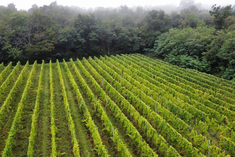 Vendanges 2025