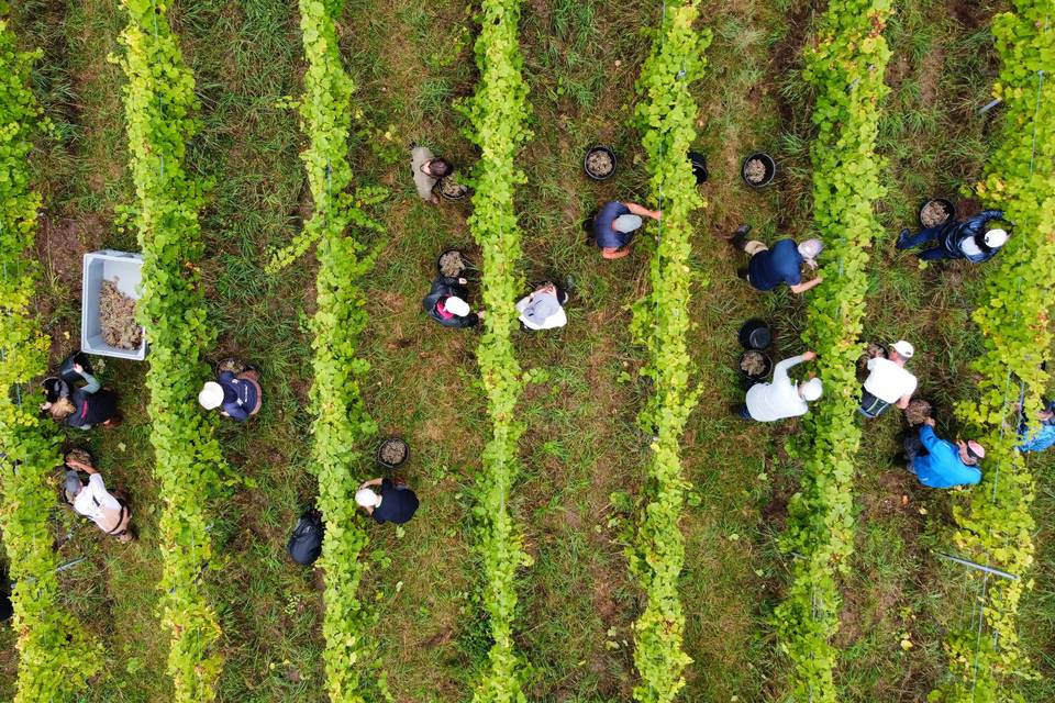 Vendanges 2025
