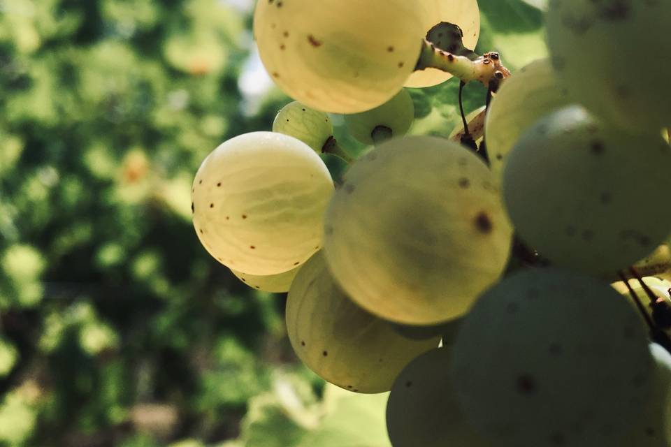 Grappe