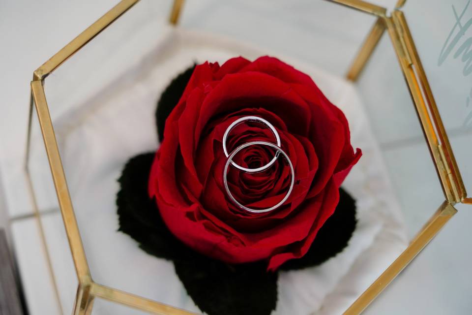Alliances posées sur une rose rouge