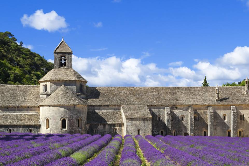 Abbaye Sénanque Provence