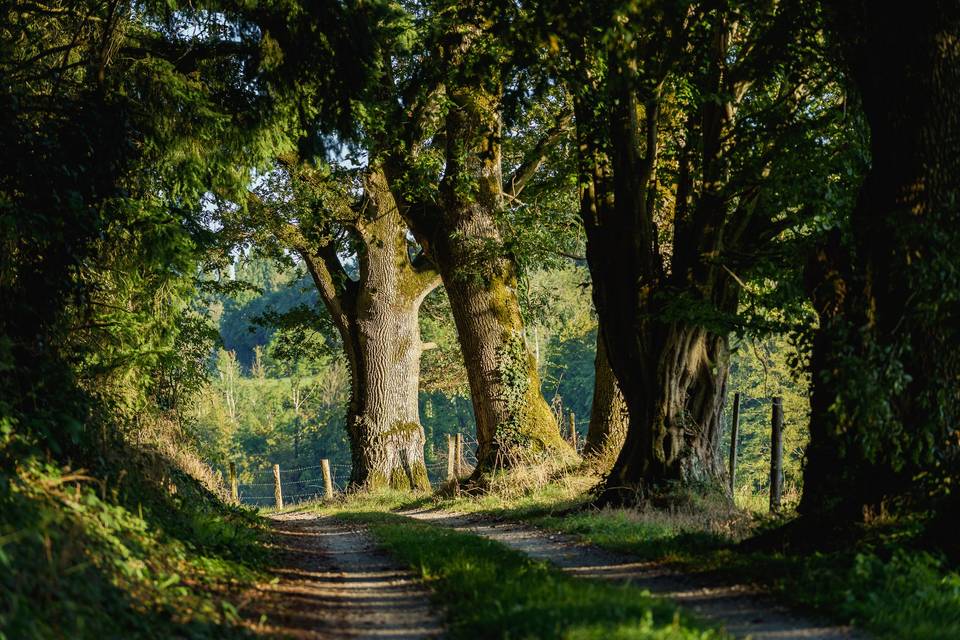 Chemin de Bellegarde