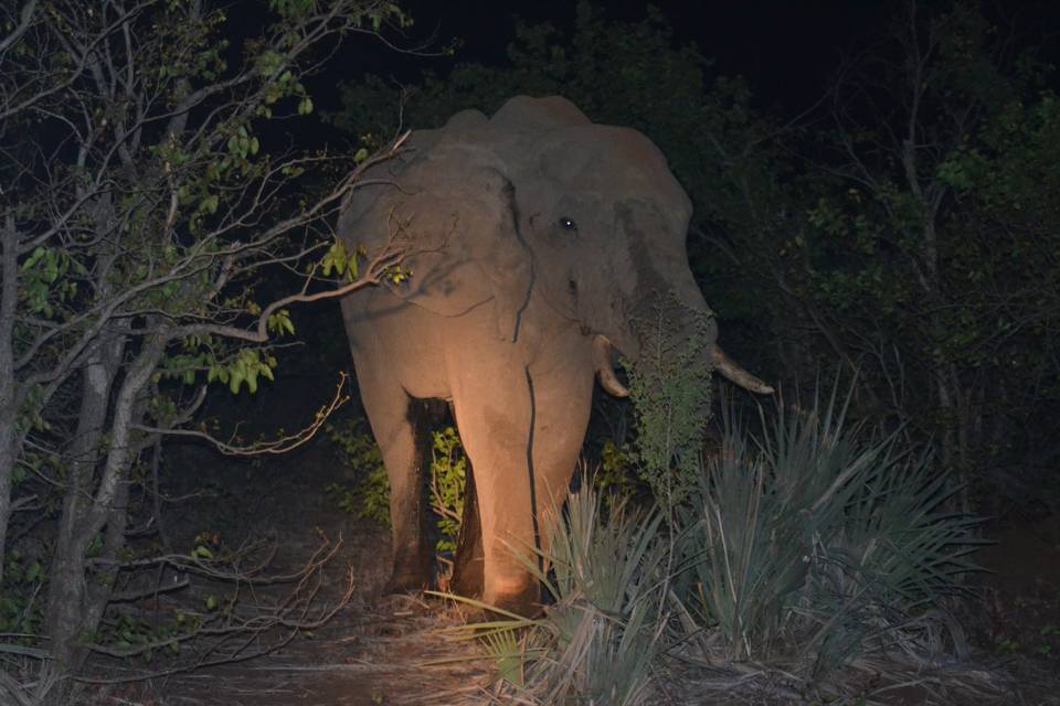 Eléphant nuit