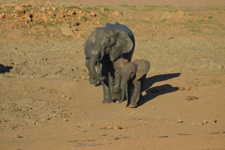 Eléphants