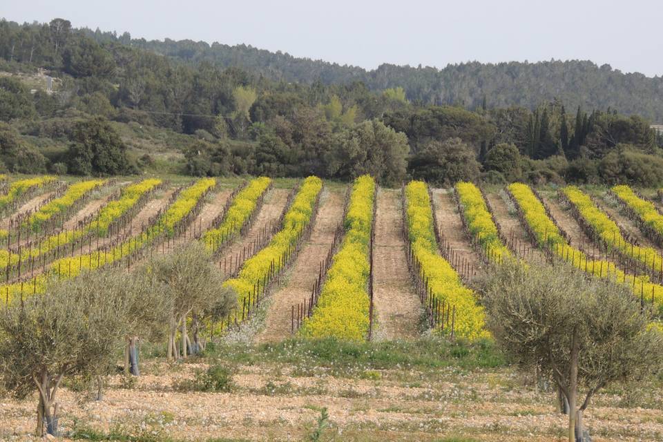 Vignes