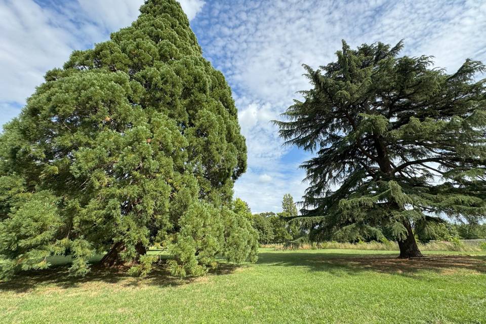 Arbres centenaires