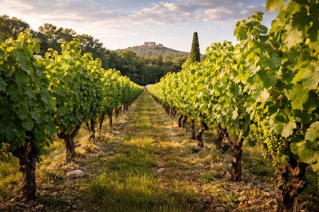 L'élégance au cœur des vignes