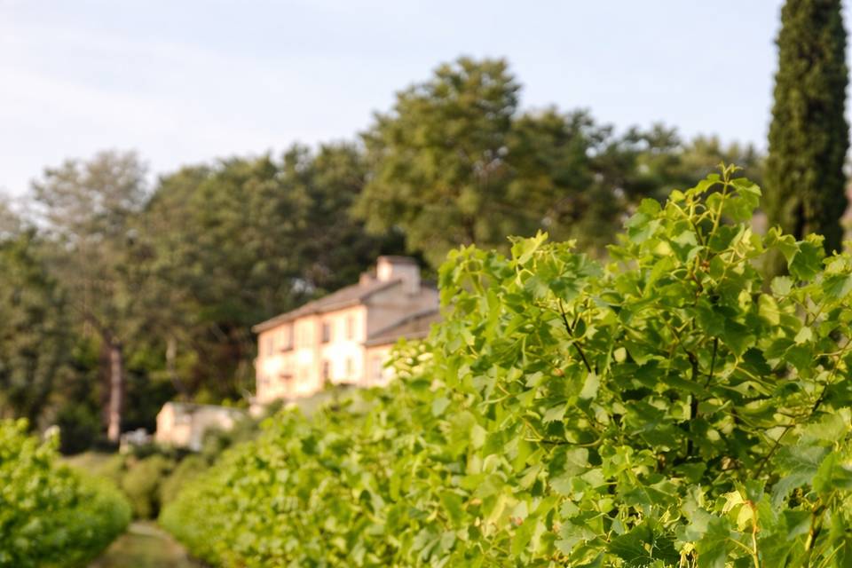 L'élégance au cœur des vignes