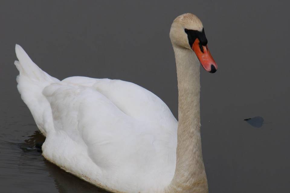 Photo d'un cygne