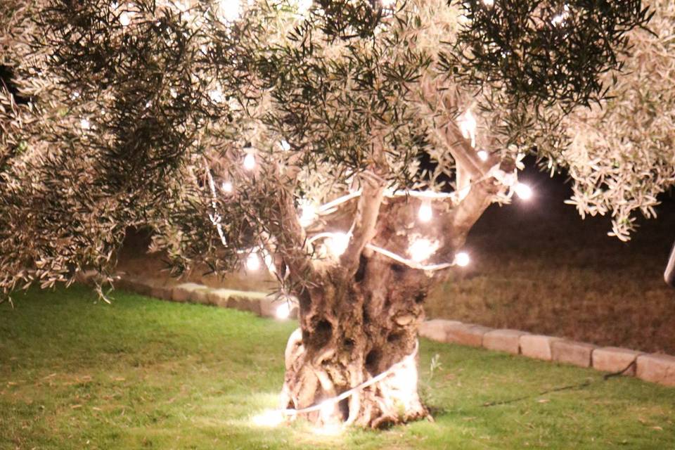 Arbre lumineux