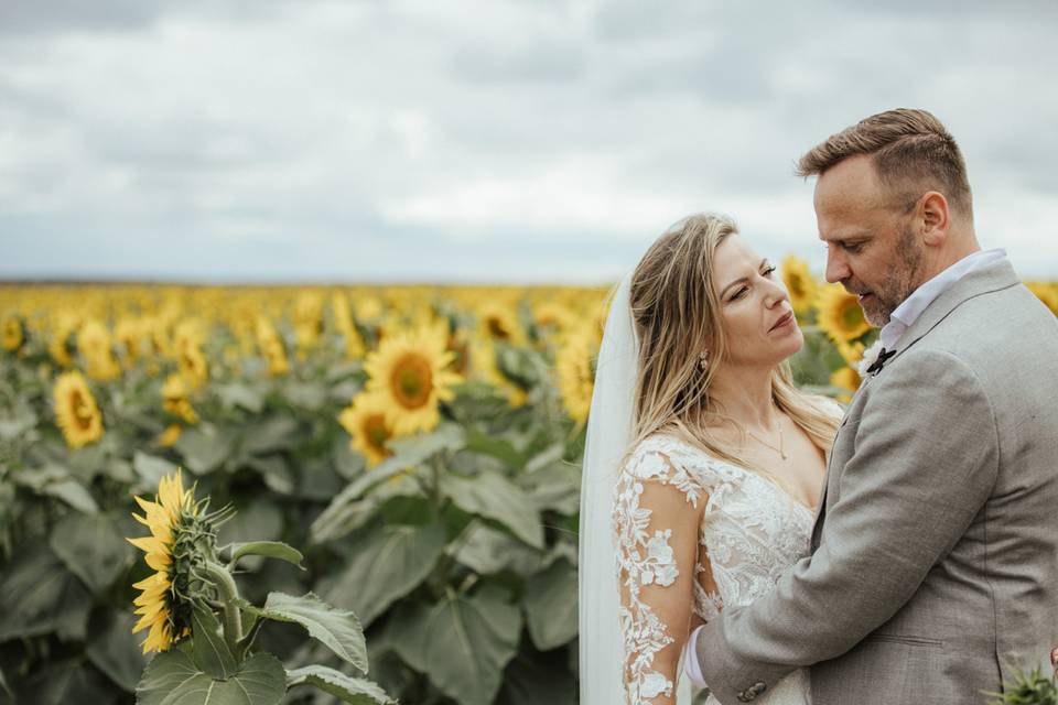 Sunflowers