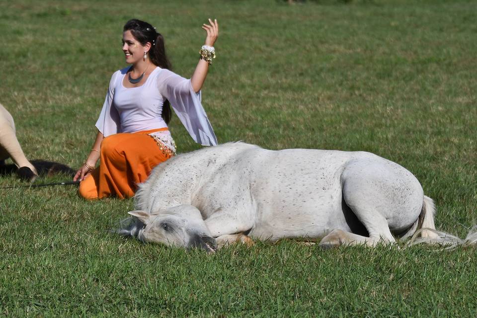 Les chevaux en liberté