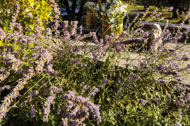 Archette.... d'Amour !